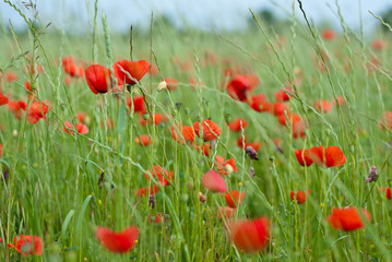 Poppy field