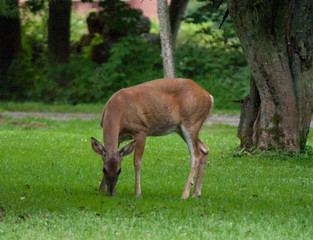 deer grazing