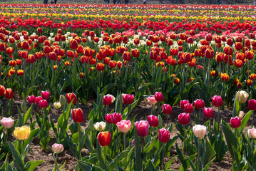 Tulipani italiani ad Arese