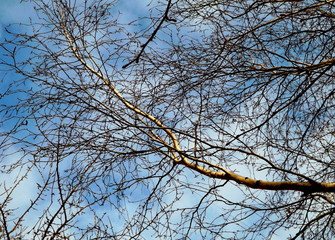 branches of a tree against blue sky