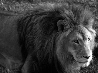 The lion is one of the four big cats in the genus Panthera, and a member of the family Felidae....