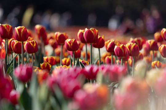 Tulipani italiani ad Arese