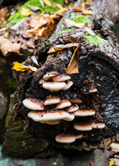 tree shelf fungus