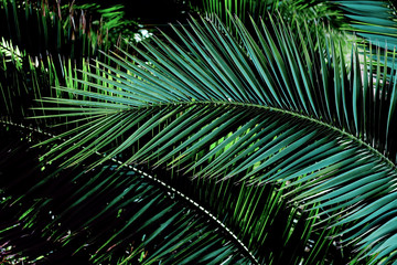 Naklejka premium Creative layout made of tropical flowers and leaves. Nature concept