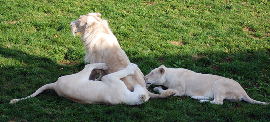 White lion is a rare color mutation of the lion. Until 2009 when the first pride of white lions was...