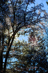 Amazing frozen branches against blue sky, Armenia