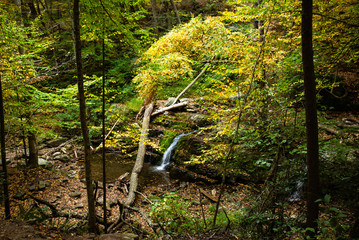 little stream in woods