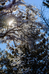 Amazing frozen branches against blue sky, Armenia