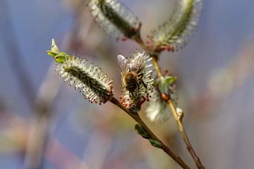 Biene beim nektar sammeln