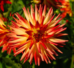 Dahlia is a genus of bushy, tuberous, perennial plants native to Mexico, Central America, and...