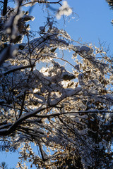 Amazing frozen branches against blue sky, Armenia
