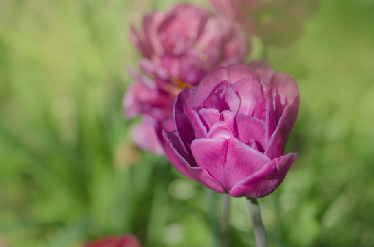 Violet double colorful beautiful tulip. Purple tulip like peony - Powered by Adobe