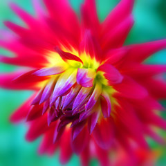 Dahlia is a genus of bushy, tuberous, perennial plants native to Mexico, Central America, and...