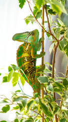 Veiled chameleon hanging in ficus