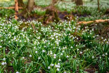 Group of  spring snowflake leucojum in forest with blured trees in background
