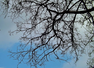 branches of a tree