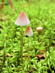 mushroom in forest