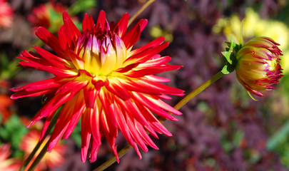 Dahlia is a genus of bushy, tuberous, perennial plants native to Mexico, Central America, and...
