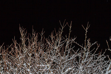 Wood Bush in the winter night in the snow