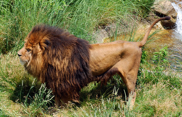 Male lion: Highly distinctive, the male lion is easily recognized by its mane, and its face is one of the most widely recognized animal symbols in human culture.  © Daniel Meunier