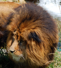 Male lion: Highly distinctive, the male lion is easily recognized by its mane, and its face is one of the most widely recognized animal symbols in human culture.  © Daniel Meunier