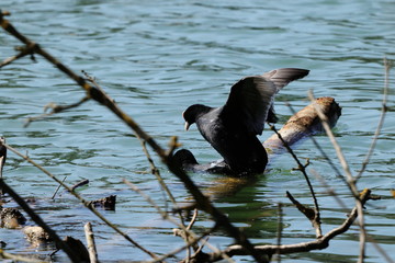 Blässhühner beim spielen