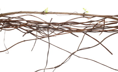 Wild dry liana, jungle vine isolated on white background, clipping path