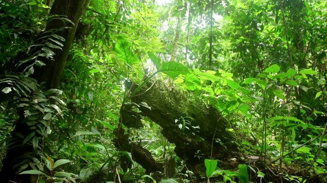 Peruvian rainforest, slider movement
