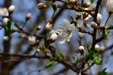 Weiße Blüte mit Zweigen