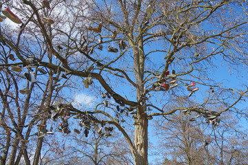 schuhe im baum