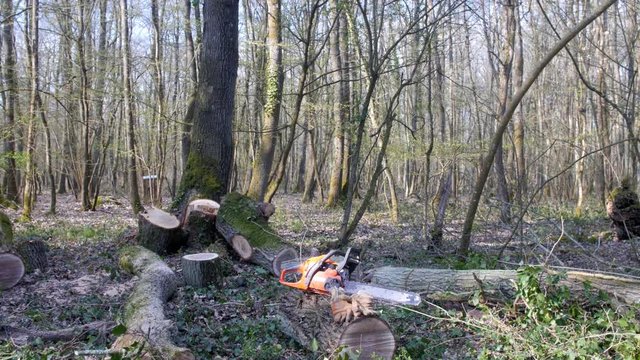 Travaux forestiers, grumes de ch&ecirc;nes avec une tron&ccedil;onneuse