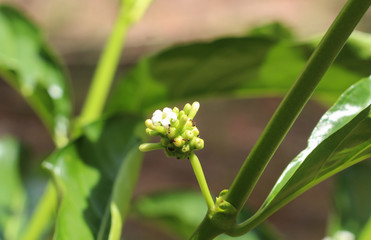 Close up of Noni fruit and leaf isolated. Noni or Indian Mulberry (Morinda. Citrifolia Linn) flower. Noni fruit on tree in organic farm.