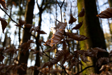 Brown autumn leaves on tree in forest with shallow depth of field 