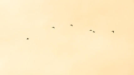 flock of birds flying in the sky