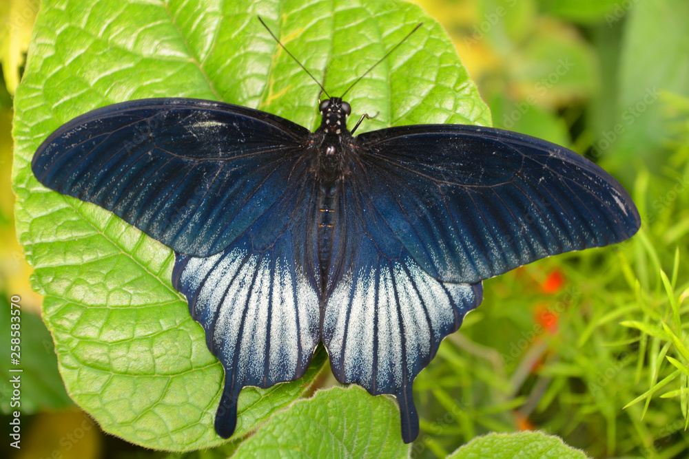 Wall mural papilio polytes, the common mormon, is a common species of swallowtail butterfly widely distributed 