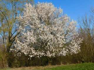 Naklejka premium Blühender Baum