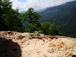 lizard on the rock in the mountain