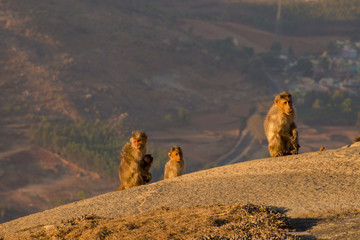 Macaque family in it's natural habitat