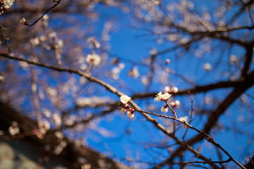 Spring warm blossom
