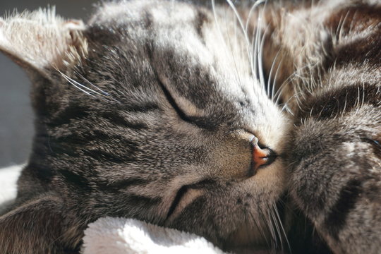 Chat endormi