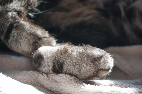 Pattes de chat
