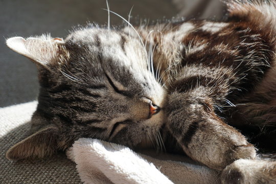 chat tigr&eacute; endormi