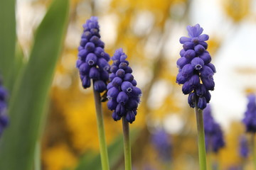 three blue grape hyacinths closeup and a yellow, white and green background in the garden in springtime