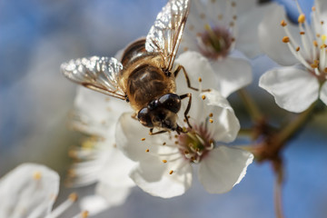 Die Biene