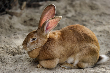 Full body of domestic male brown Flemish giant rabbit