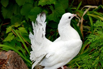 Peacock white Pigeon