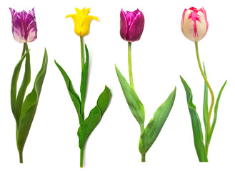 Collection colorful different flowers tulips isolated on a white background. Spring time, beautiful floral delicate composition. Creative concept. Flat lay, top view