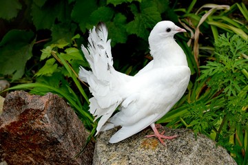 Peacock white Pigeon
