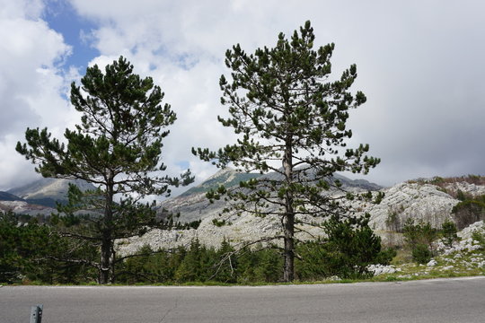 Conif&egrave;re en montagne