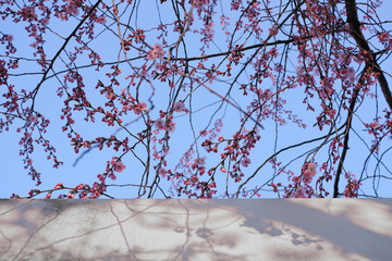 Sakura cherry blossom season